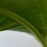 Pod bananovym listem