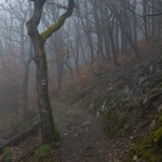 Křivoklátské lesy