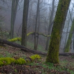 Křivoklátské lesy2