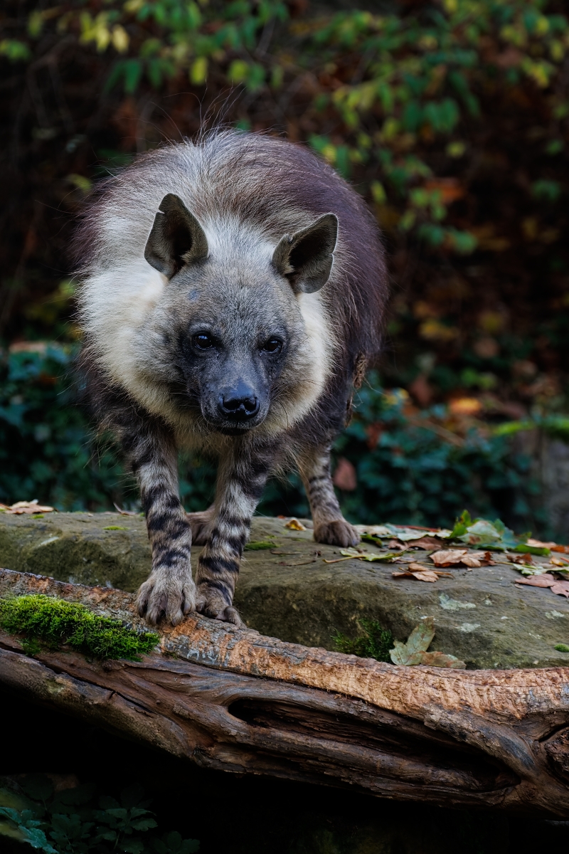 Hyena čabraková