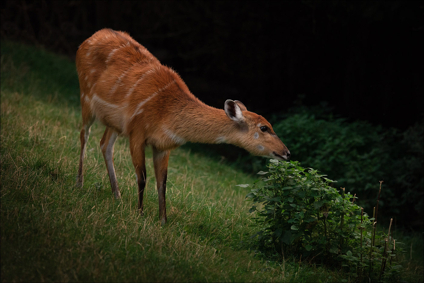 Sitatunga