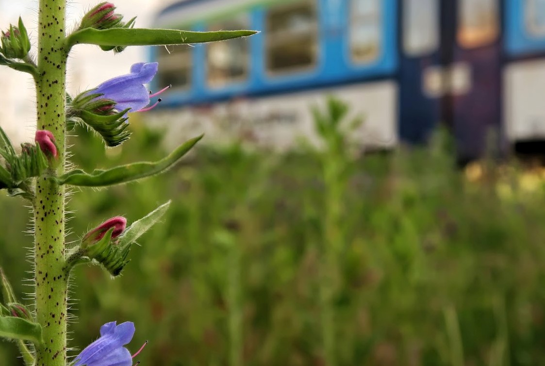 Kdo vyhlíží vlaky