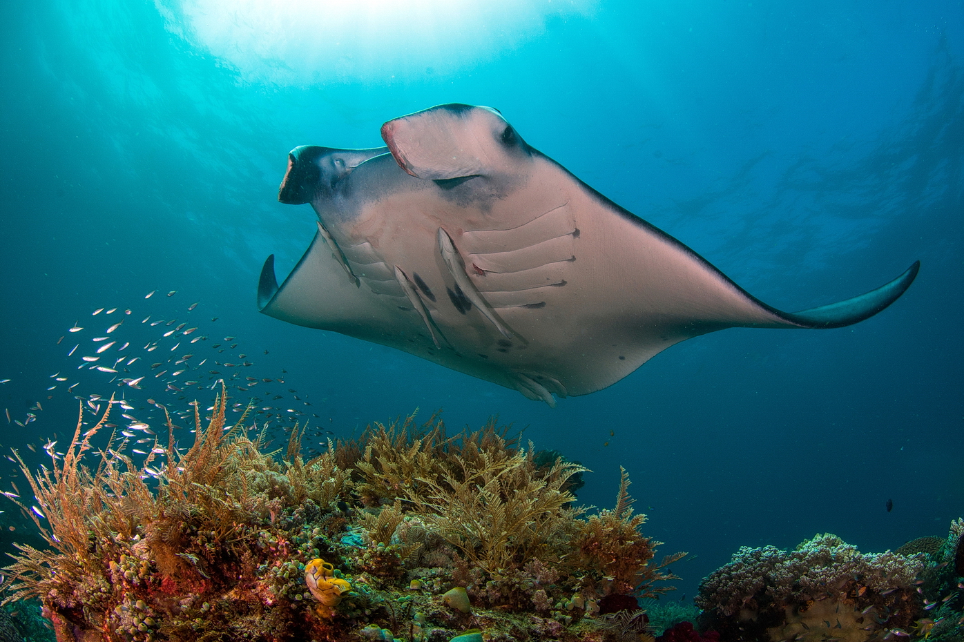 Mobula alfredi na čistící stanici
