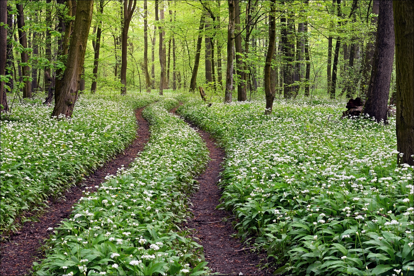 Sezóna česneku medvědího