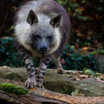 Hyena čabraková