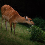 Sitatunga