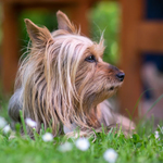 Australský Silky Teriér