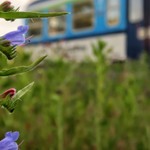 Kdo vyhlíží vlaky