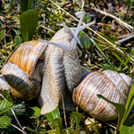 1. Máj, lásky čas :)