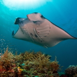 Mobula alfredi na čistící stanici