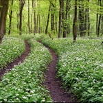 Sezóna česneku medvědího