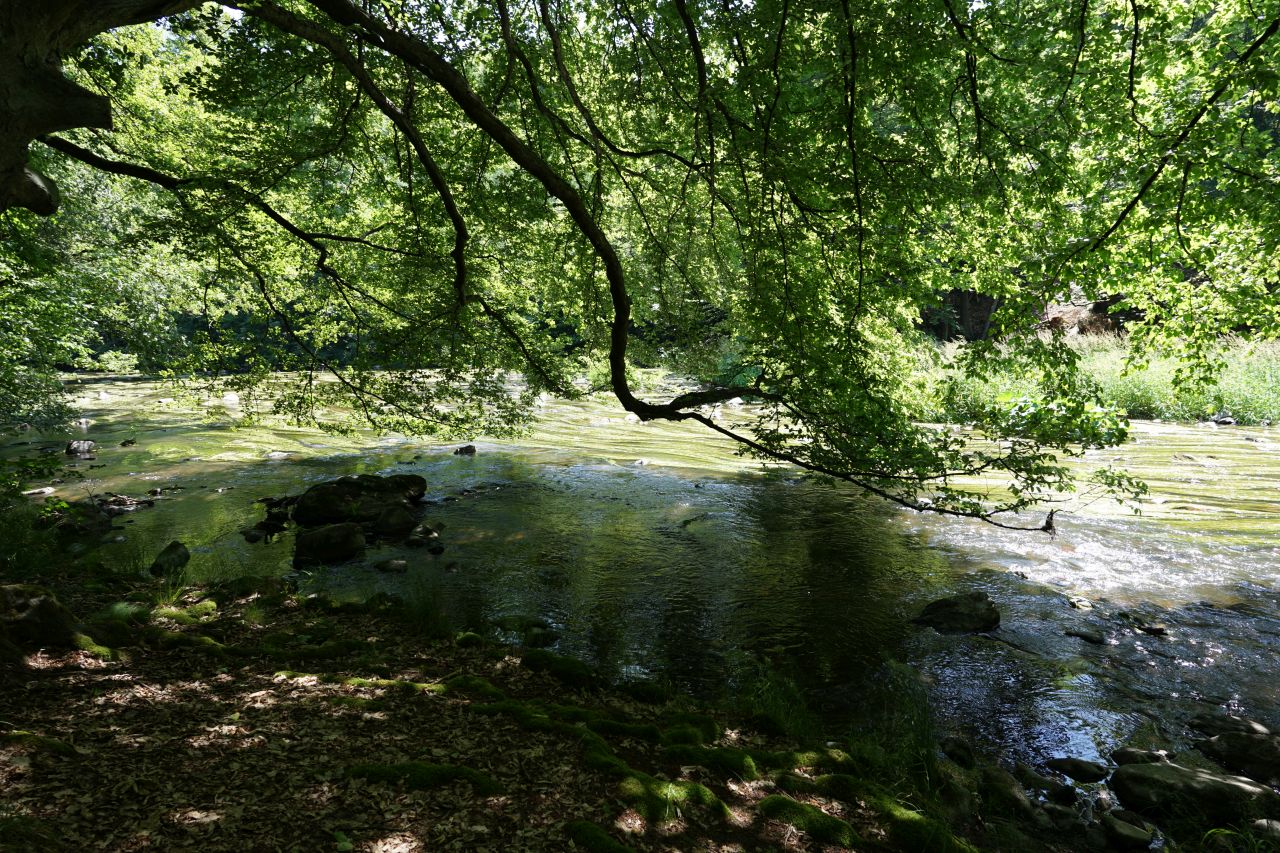 Orlice