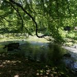 Orlice