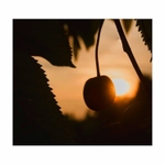 Ranní tajemství třešní