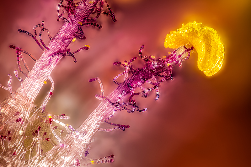 Tyčinky drchničky rolní