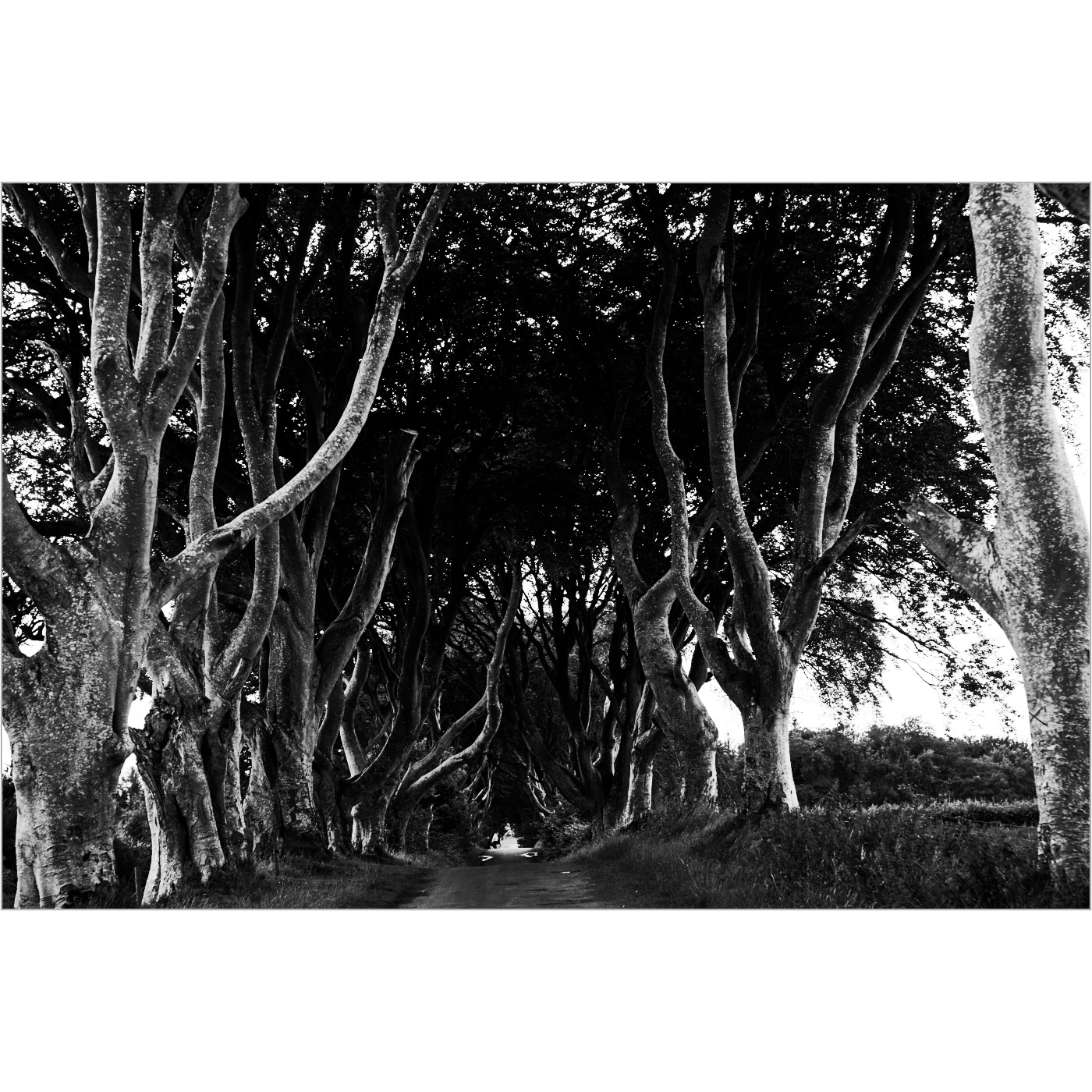 Dark Hedges