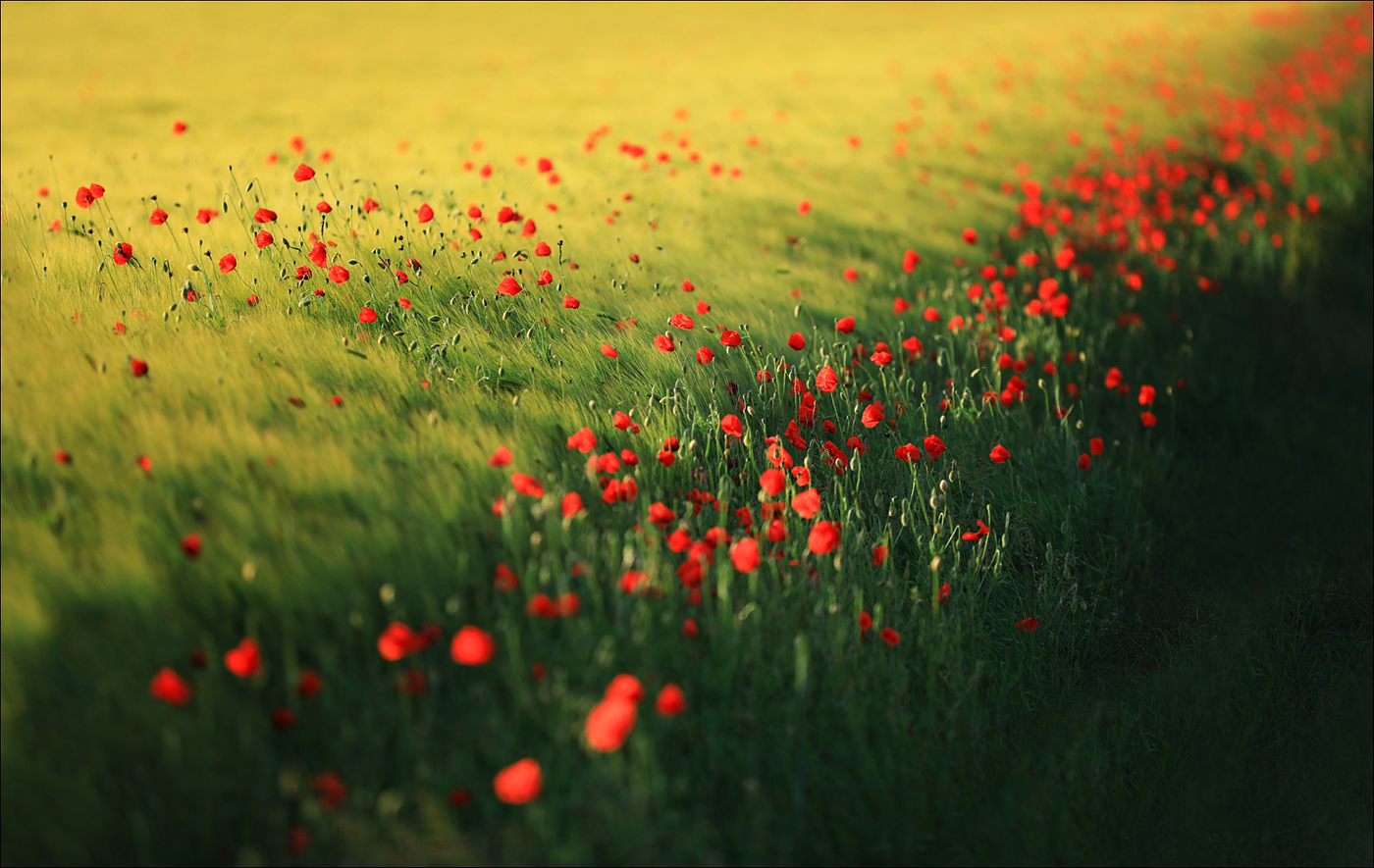 V makovém poli II