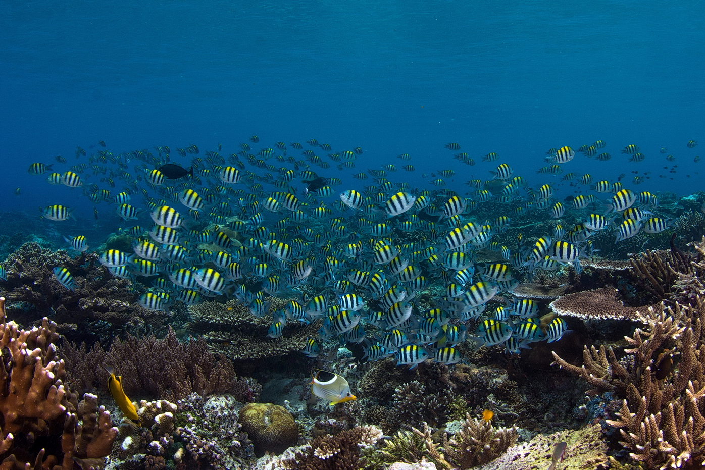 Schůze nájemníků korálového útesu