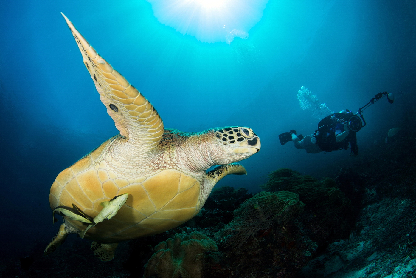 Želví sendvič (mezi dvěma foťáky)