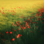 V makovém poli II