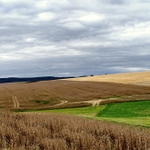 Maková pole