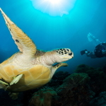 Želví sendvič (mezi dvěma foťáky)