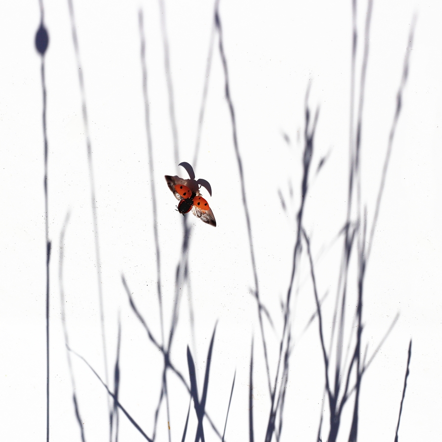 Beruška na plech(u)