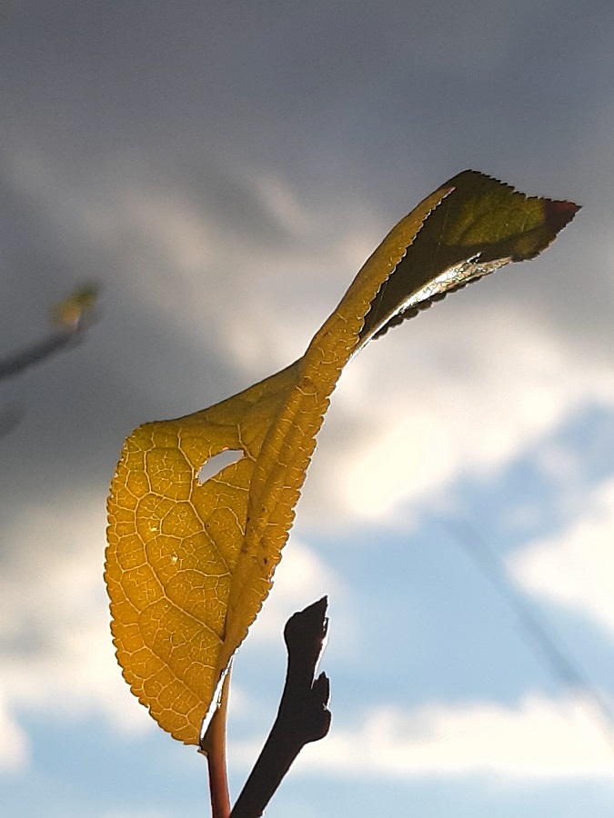 Autumn leaves I