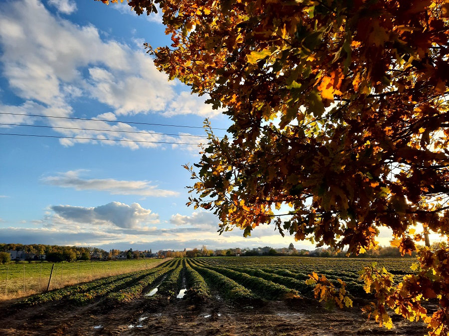 Autumn leaves II