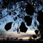 Podvečerní imprese