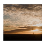 Ranní monolog s větví