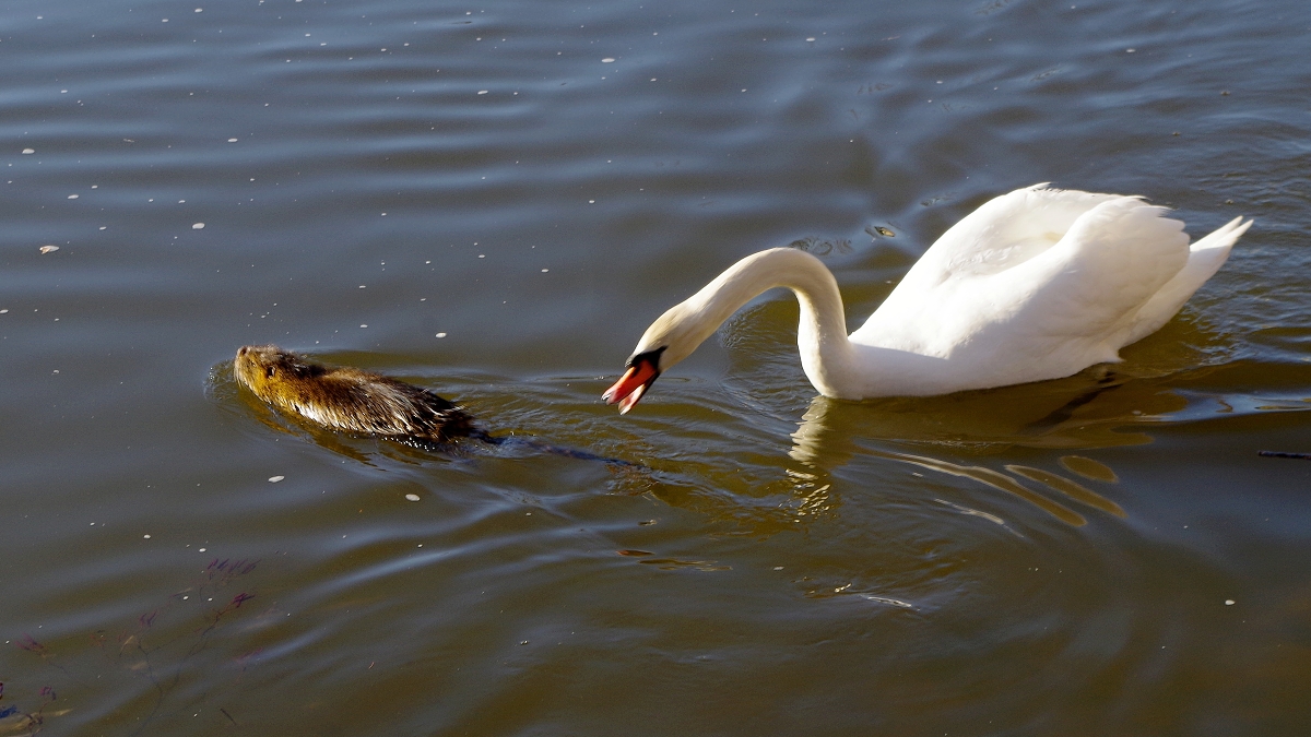 Prchající nutrie