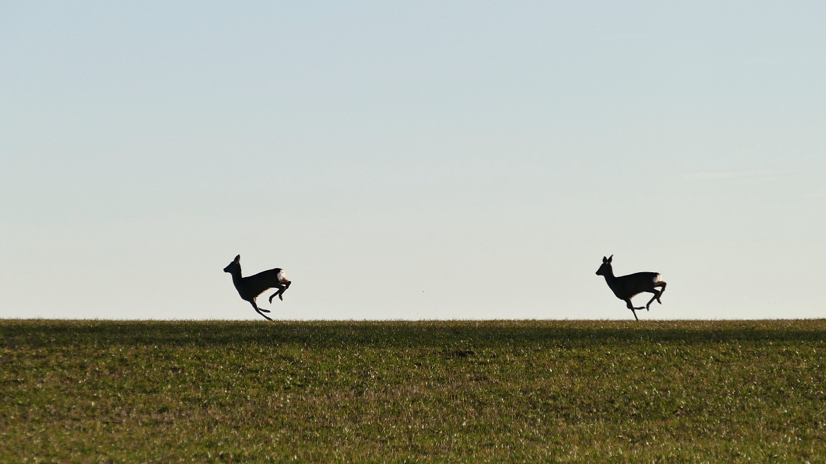 Synchronizace