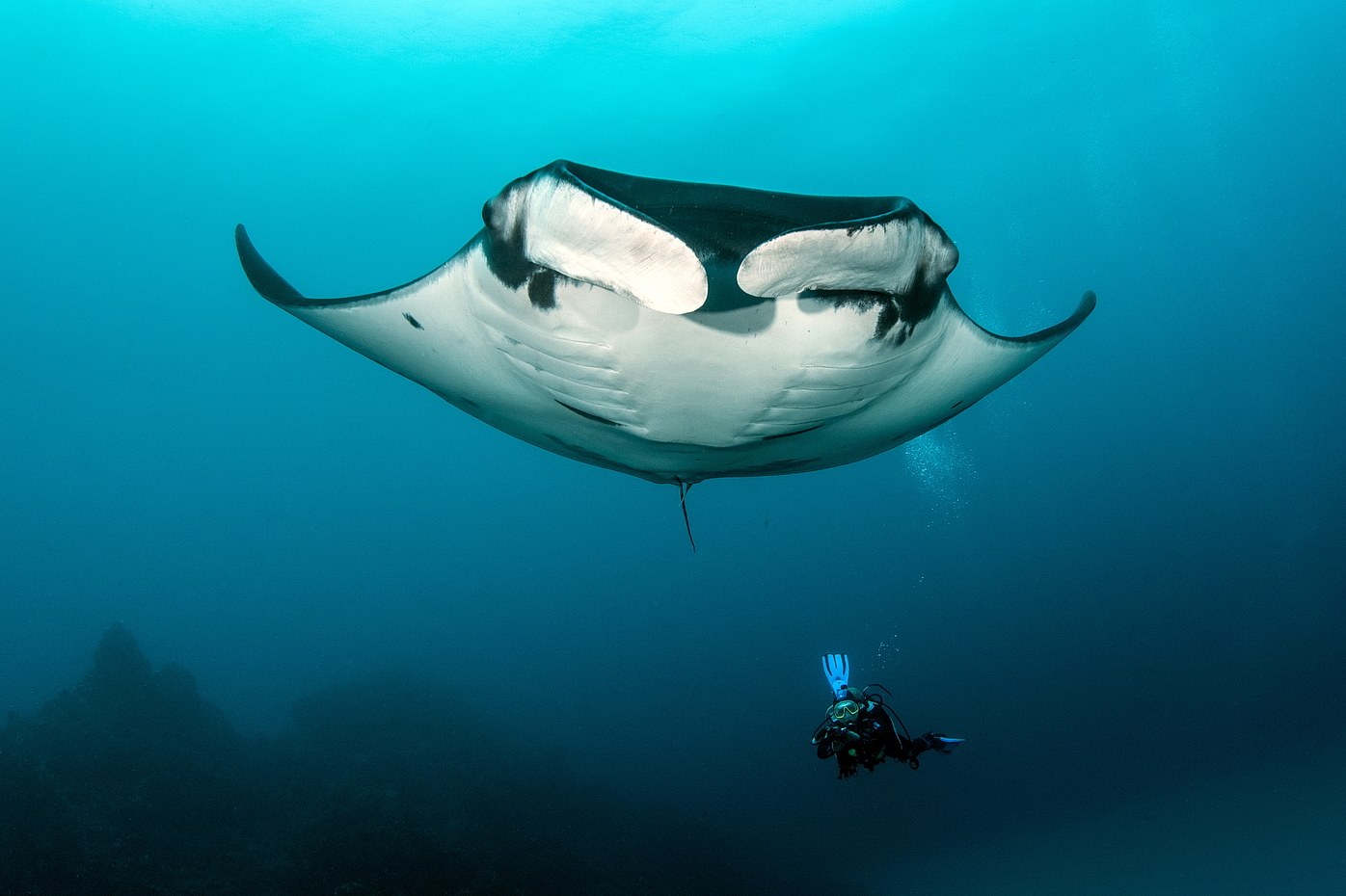 Manta birostris - Socorro Islands - Mexiko leden 2024