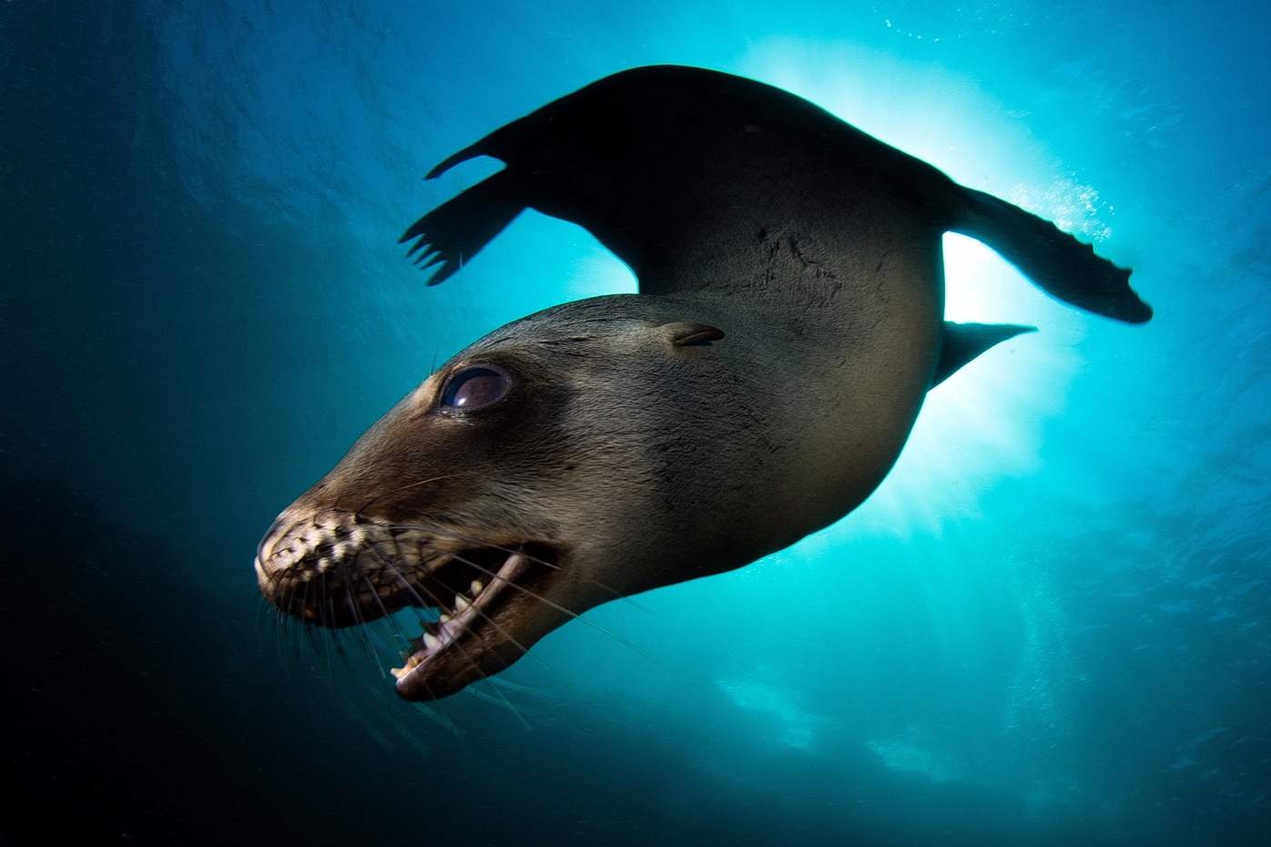 Lachtan kalifornský