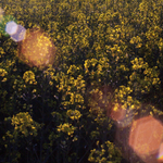 Prasátka v Babišovce