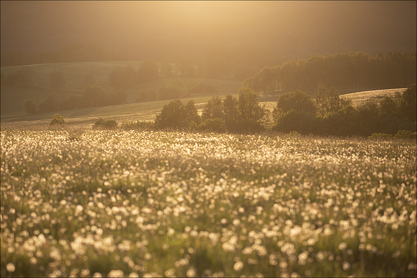 Pampelišky odkvetly