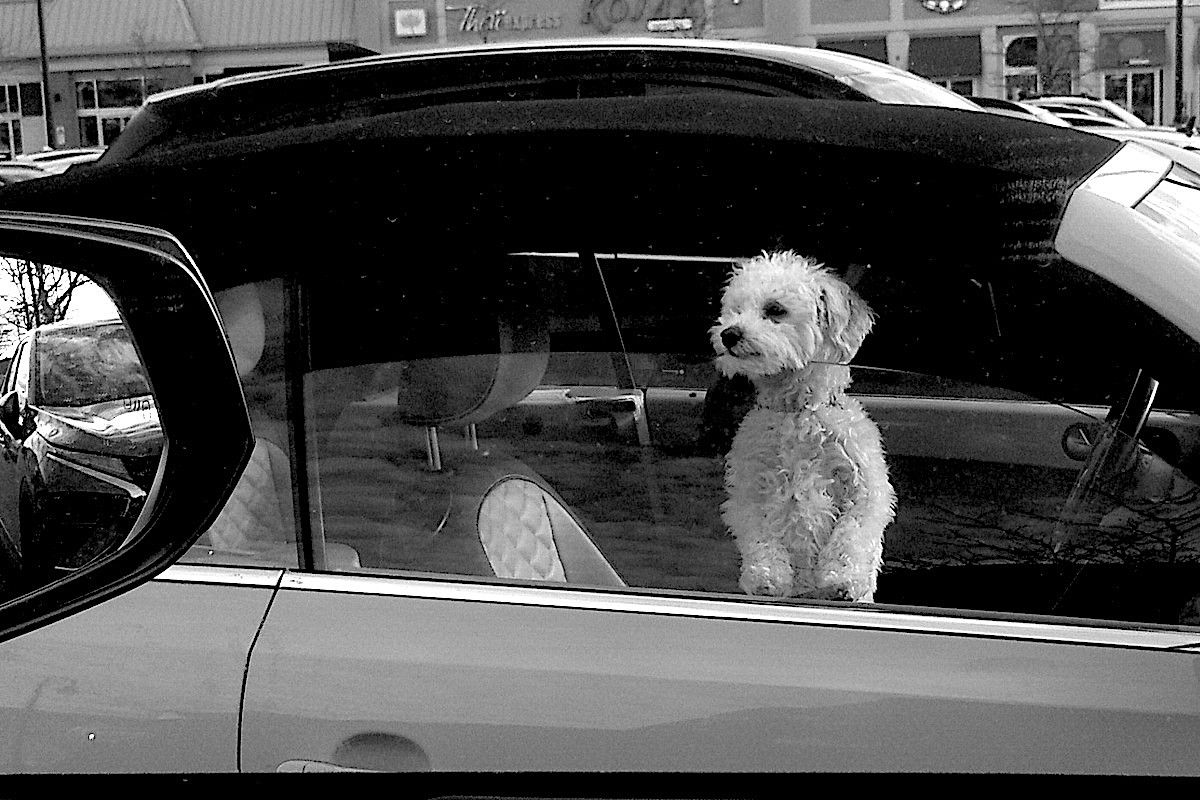 Kamarad z parkoviste