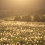 Pampelišky odkvetly