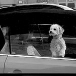 Kamarad z parkoviste