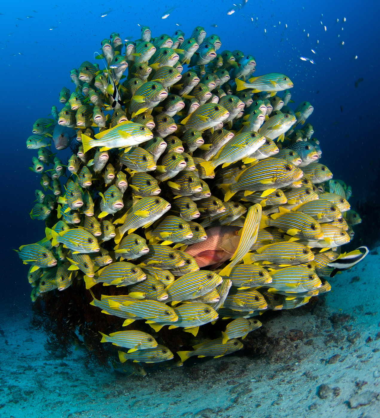 Tak zas ňáký ryby