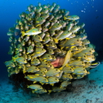 Tak zas ňáký ryby