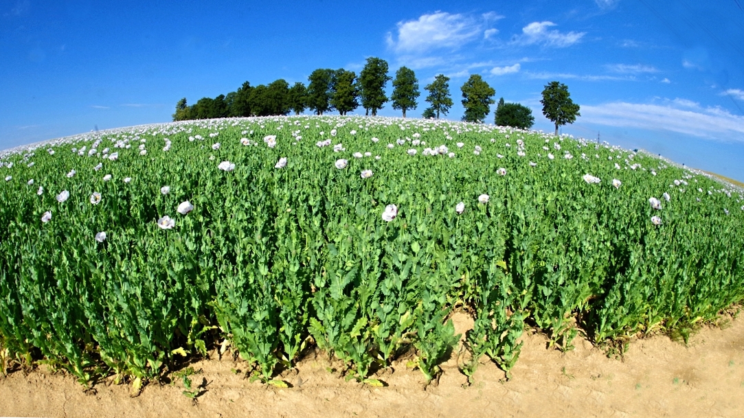 Makové pole