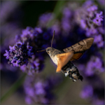 Co nám to lítá nad Levandulí?