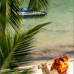 Velbloub jednohrbý - dromedár