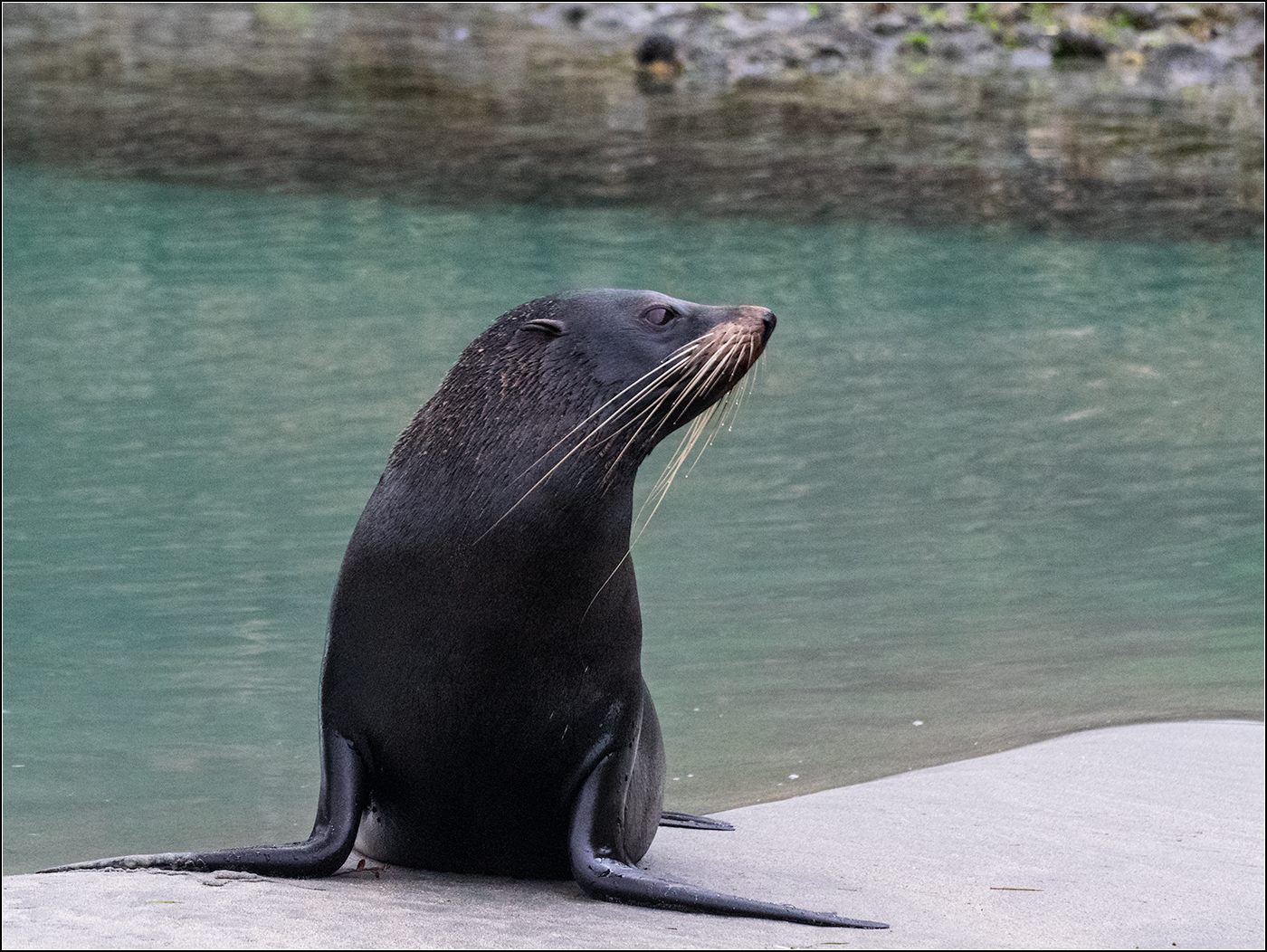 Lachtan novozélandský (Phocarctos hookeri)