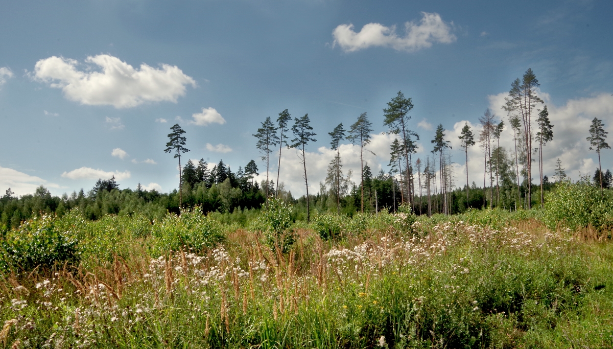 Lesy po kůrovci