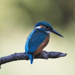 na našem rybníku 2