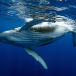 Z dnešní ranní koupačky