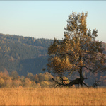 Stromochod v pastvině